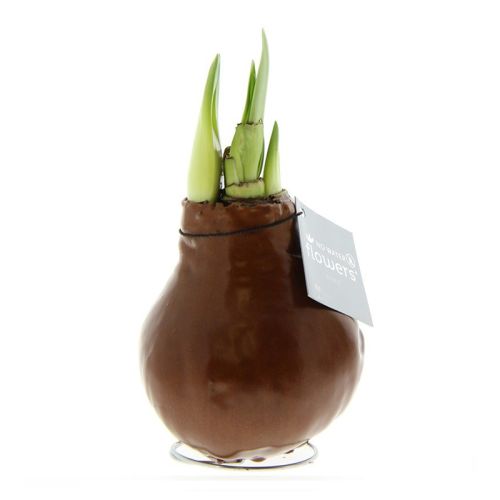 Amaryllis bulb in gift box - Image 13